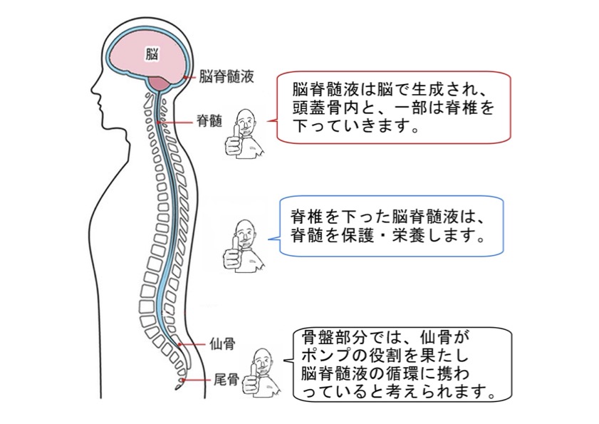 脳脊髄液の循環図